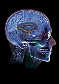 Human Head Print: Anatomical Computer Art