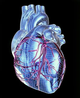 Human Body Computer Graphics Prints: Human heart