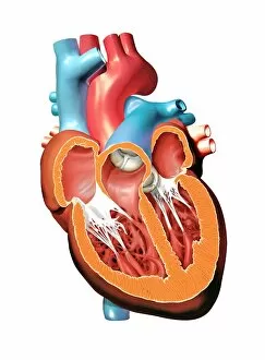 Images Dated 22nd August 2011: Human heart anatomy, artwork