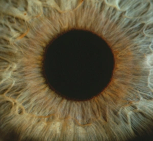 Human Eye Anatomy Prints: Detail of a human iris and pupil