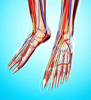 Human leg cardiovascular system, artwork Human leg cardiovascular system, artwork
