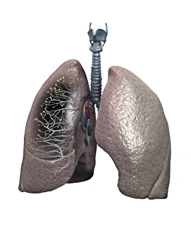 Respiratory System Artwork Prints: Human lungs