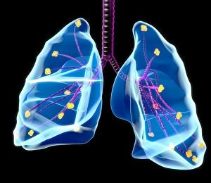 Respiratory System Illustration Prints: Human lungs, artwork