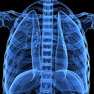 Human Lungs Print