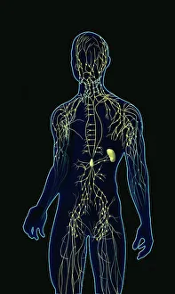 Lymphatic System Diagram Prints: Human lymphatic system, artwork