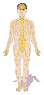Prints of Human nervous system. Computer artwork of a man showing the central and peripheral nervous systems Images Dated 2011 May: Human Nervous System Print