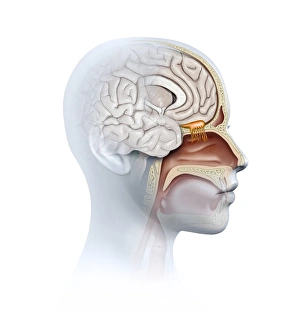 Human Olfactory System Print