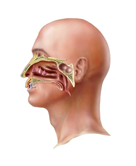 Human Olfactory System Print