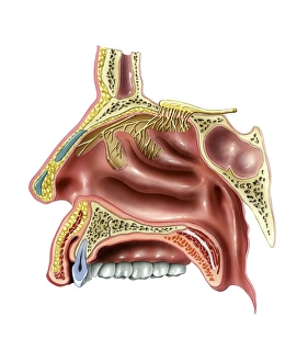 Human Olfactory System Print
