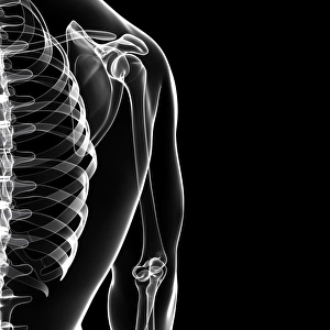 Human shoulder bones, artwork F007/4754 Human shoulder bones, artwork F007/4754