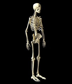 Human Skeleton Print