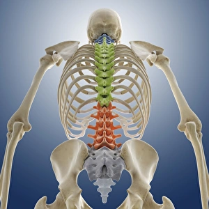 Human Skeleton Print, a detailed computer artwork of the skeletal system