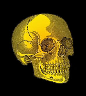 Human Skull Print, Anatomical Study