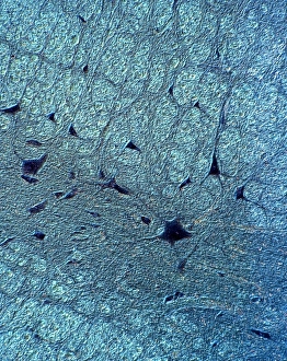 Light Microscopy Images Prints: Human spinal cord, light micrograph