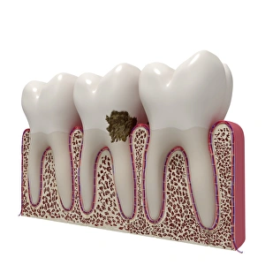 Human Teeth Print