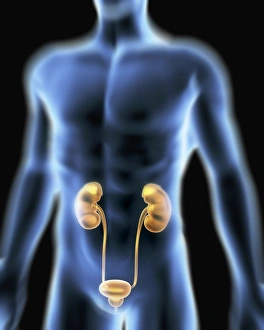 Human Kidney Anatomy Prints: Human urinary system, artwork