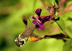 Hawk Moth Species Prints: Hummingbird hawk-moth
