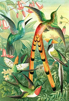 Hummingbirds, historical artwork Hummingbirds, historical artwork