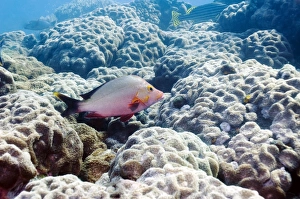 Hard Coral Species Prints: Humpback snapper