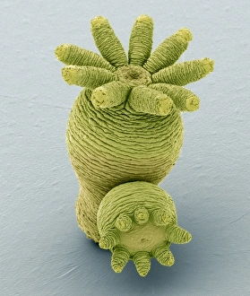 Coloured Scanning Electron Micrographs Prints: Hydra budding, SEM