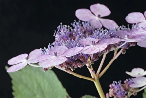 Blue Hydrangea Prints: Hydrangea