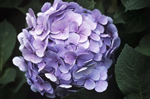 Bigleaf Hydrangea Prints: Hydrangea flower head