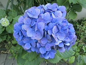 Hydrangea Macrophylla Prints: Hydrangea flowerhead