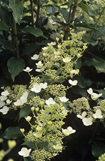 Pink Hydrangea Flowers Prints: Hydrangea Unique