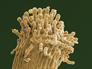 Pollen Grains SEM Prints: Hypericum stigma with pollen grains, SEM
