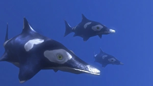 Prehistoric Sea Creature Prints: Ichthyosaurus