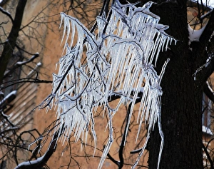 Frozen Tree Branches Prints: Icicles on a tree