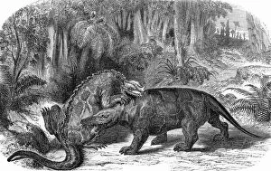 Pre History Collection: Iguanodon and Megalosaurus, artwork