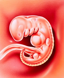 Illustration of a 32 day old human embryo Illustration of a 32 day old human embryo