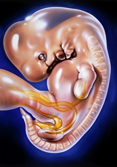 Illustration of a 33 day old human embryo Illustration of a 33 day old human embryo