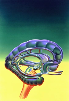 Illustration of anatomy of limbic system of brain Illustration of anatomy of limbic system of brain