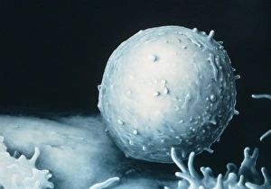 Illustration based on SEM of a single T-lymphocyte Illustration based on SEM of a single T-lymphocyte