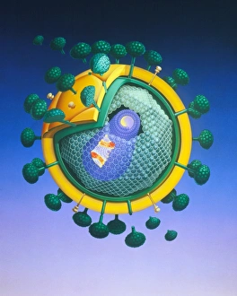 Illustration of basic structure of HIV virus Illustration of basic structure of HIV virus