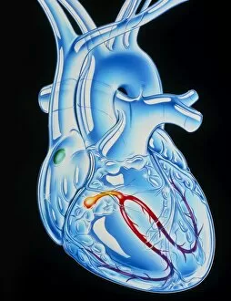 Images Dated 15th December 2003: Illustration of electrical conduction in the heart