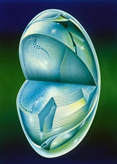 Illustration of the fine structure of the eye lens Illustration of the fine structure of the eye lens