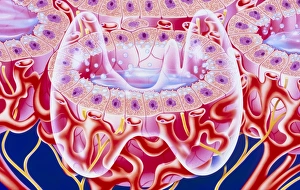 Illustration of follicles in the thyroid gland Illustration of follicles in the thyroid gland