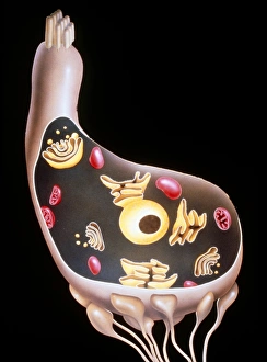 Illustration of a hair cell in the human inner ear Illustration of a hair cell in the human inner ear