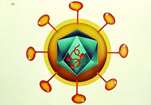 Illustration of HIV retrovirus, white background Illustration of HIV retrovirus, white background