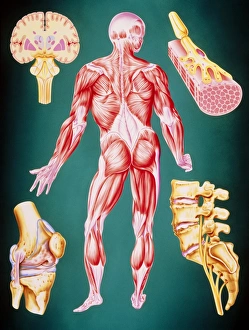 Illustration of human muscle and movement systems Illustration of human muscle and movement systems