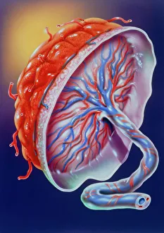 Human Body Prints: Human Placenta Print