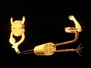 Illustration of the human reflex arc Illustration of the human reflex arc