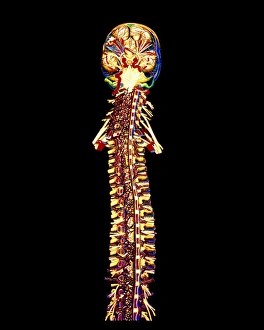 Illustration of the human spine and brain Illustration of the human spine and brain