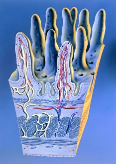 Illustration of intestinal villi Illustration of intestinal villi