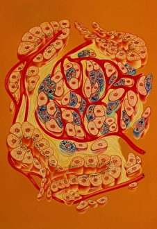 Illustration of islet of Langerhans in pancreas Illustration of islet of Langerhans in pancreas
