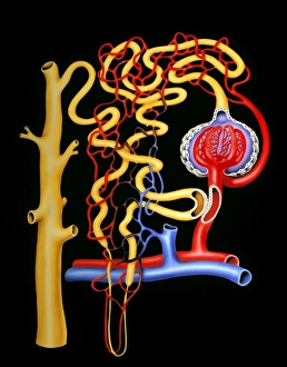 Illustration of nephron structure in human kidney Illustration of nephron structure in human kidney