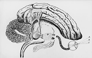 Illustration of pineal gland from Descartes book Illustration of pineal gland from Descartes book
